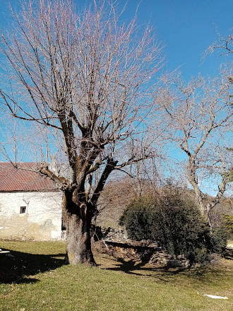 montbrand-5