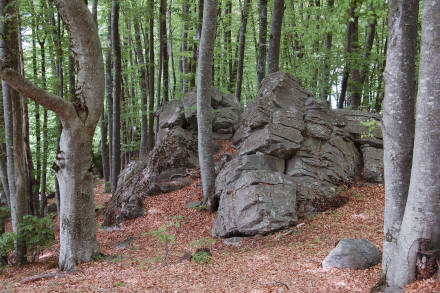 pontis-8